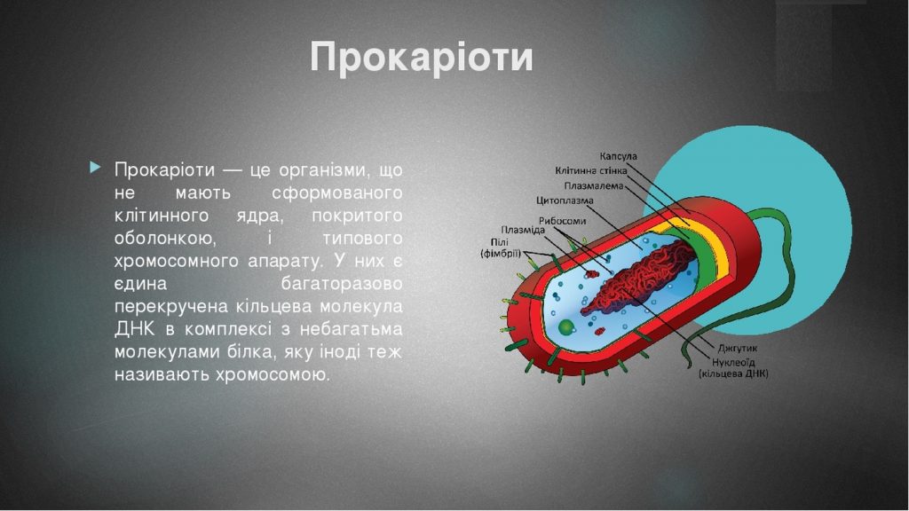 прокаріоти це організми які