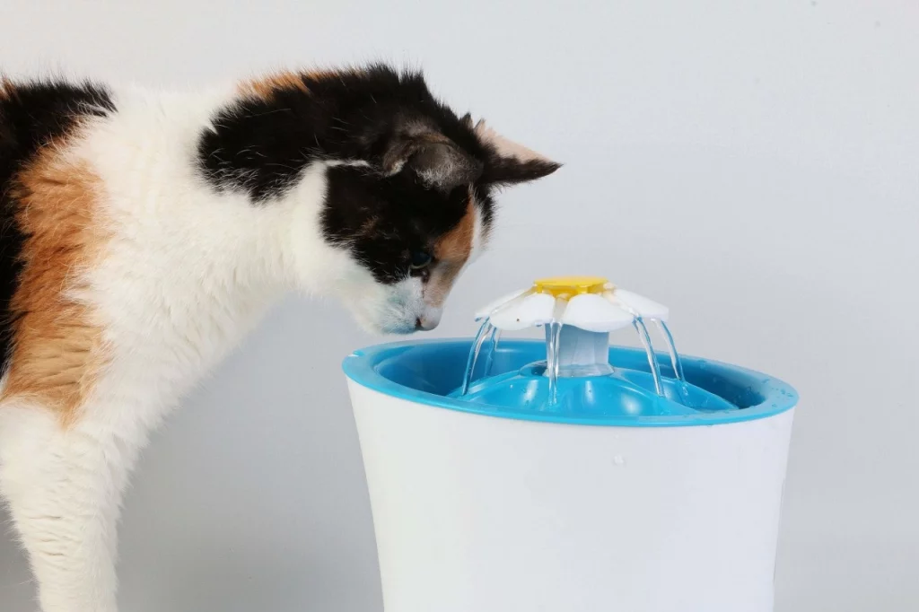 як привчити кота до води