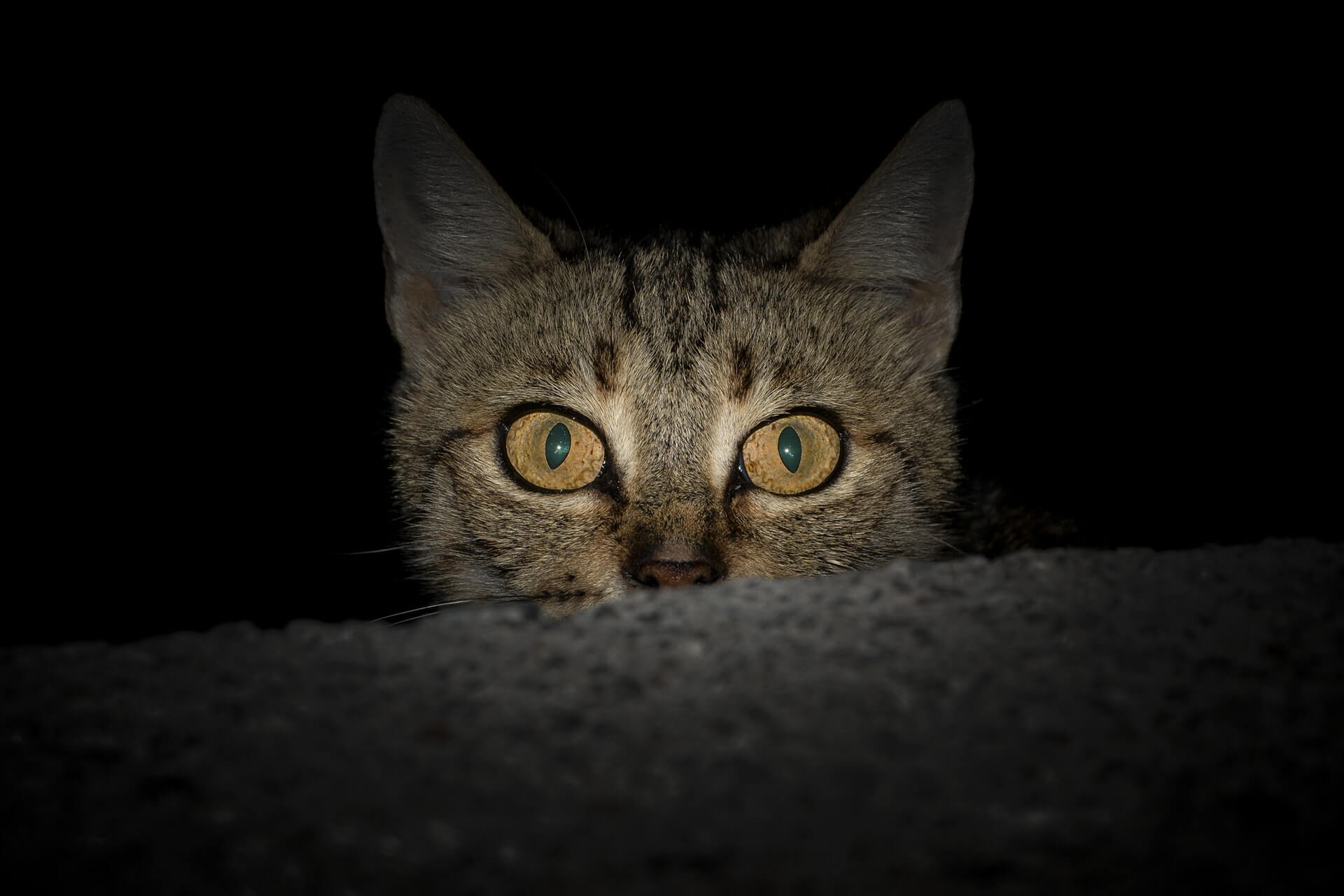 як заспокоїти кота