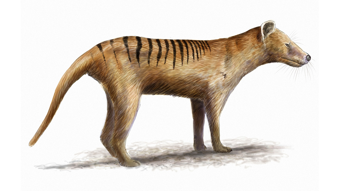 Тасманский тигр: история и факты - Vkurse