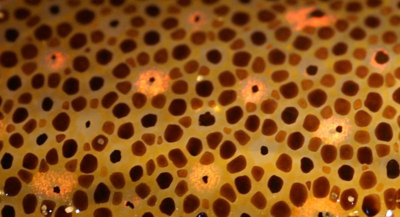 800px-Chromatophores