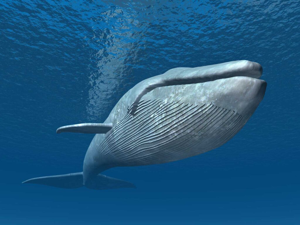 blue-whale-1024x768