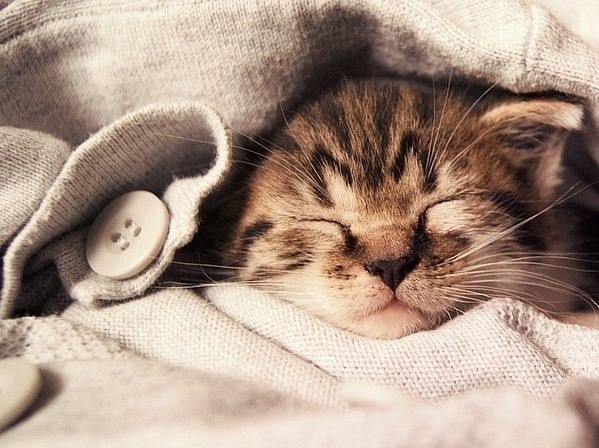 чому коти багато сплять