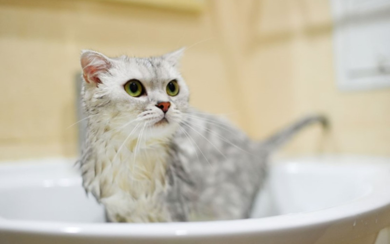 чи потрібно купати кота