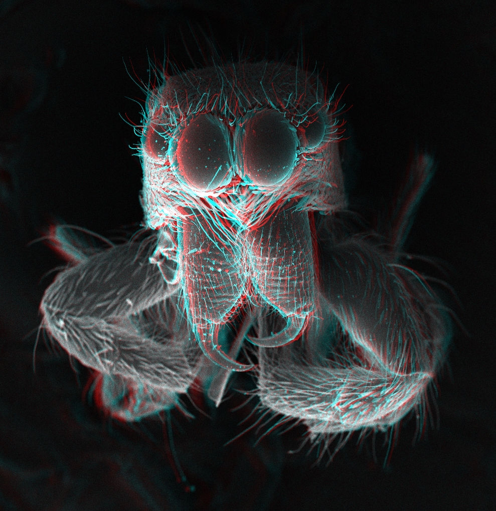 Jumping_spider_fang_3D