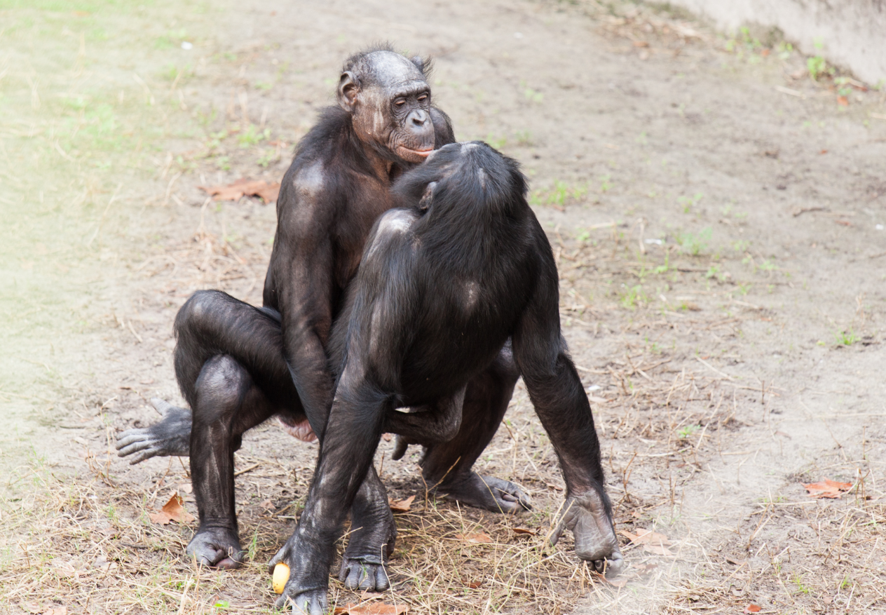 Гейлердің жыныстық қиялдары
