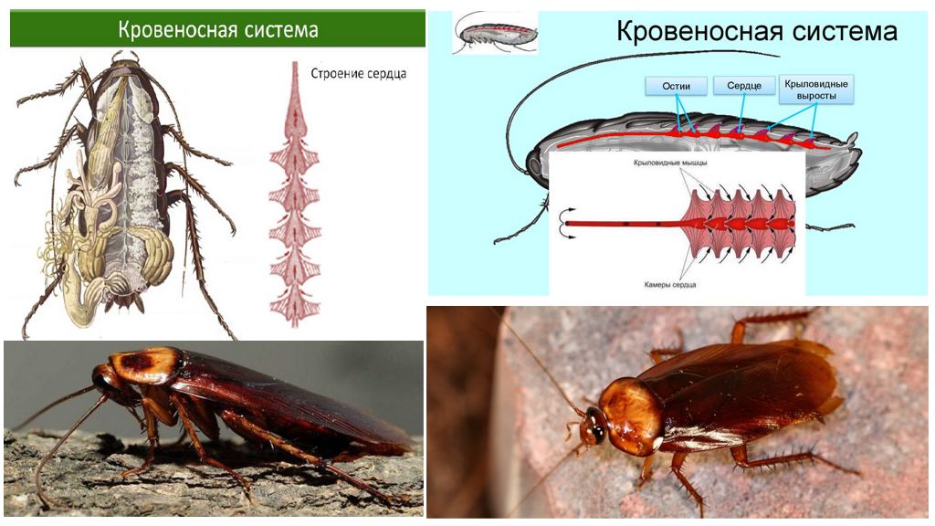яке серце у комах