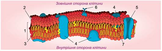 яку будову має клітинна мембрана