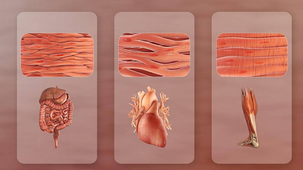 1200px-Types_Of_Muscle