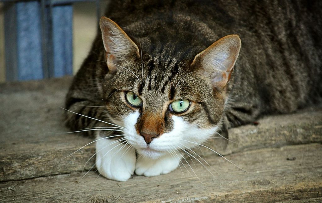 cats_eyes_gc1571bca2_1920_1300x820