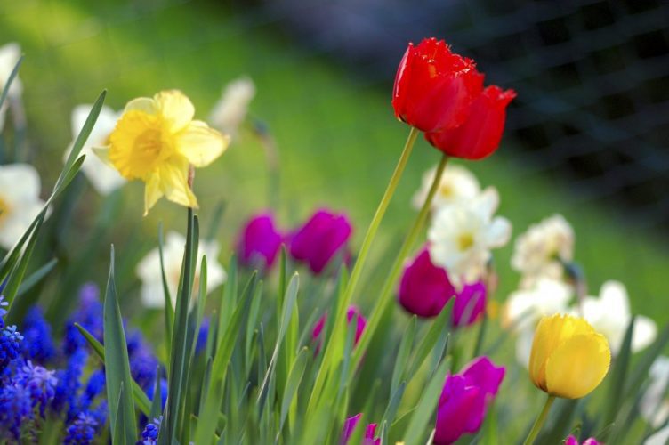 colorful_spring_garden-scaled