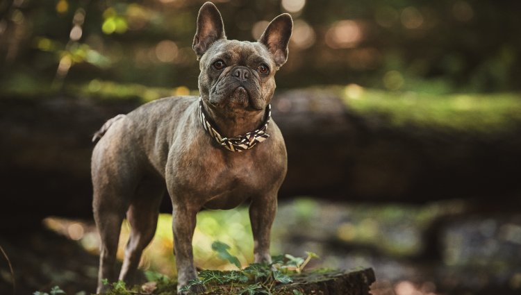 french-bulldog
