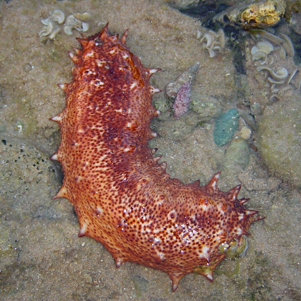 Holothuria_cf_arguinensis