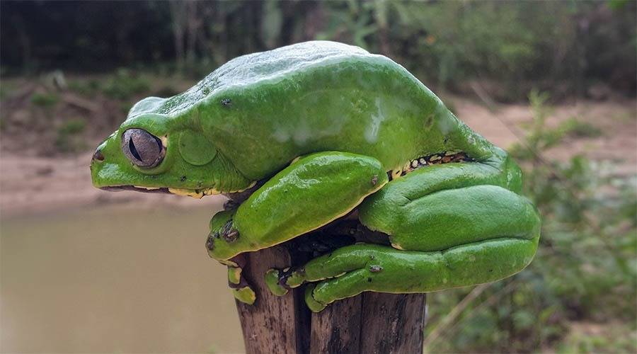 Kambo-Frog-Retouch-1-900x-18347397