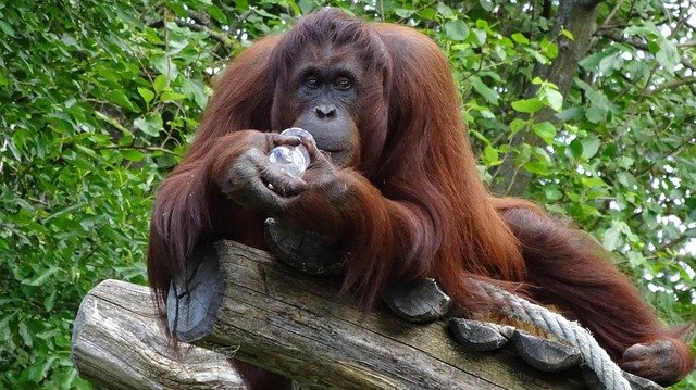 orang-utan