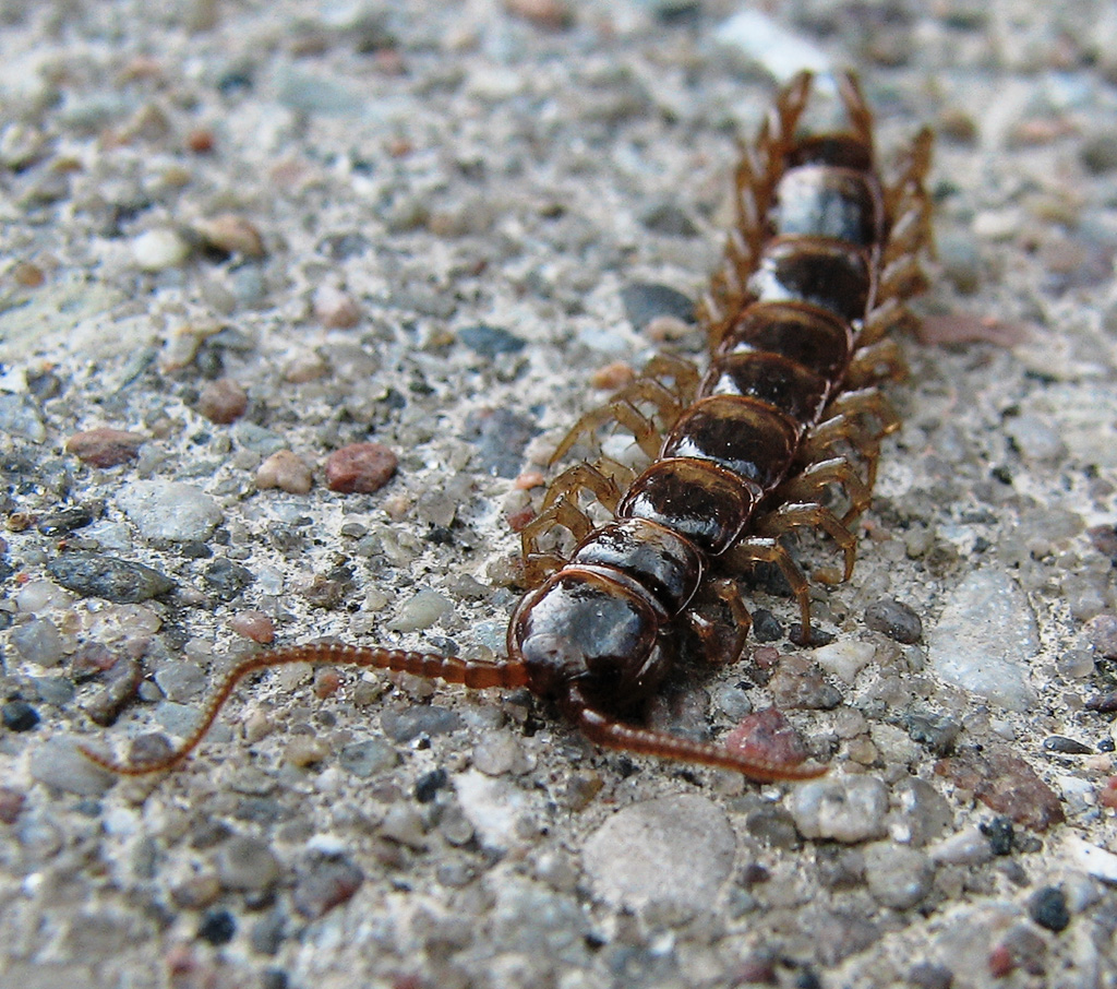Steinläufer_(Lithobius_forficatus)_3