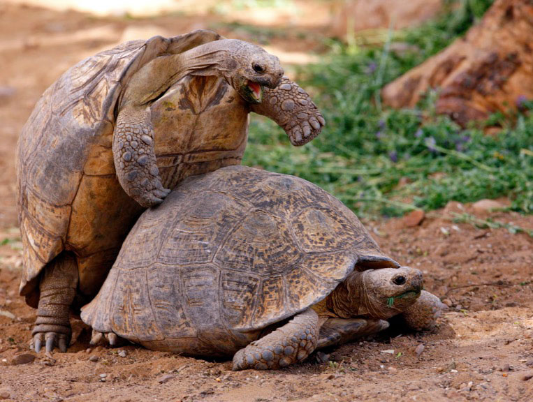 tort-sex
