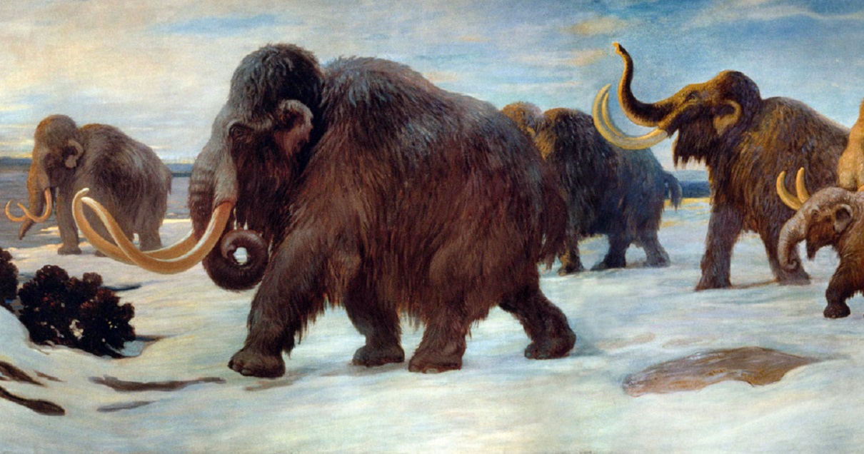 Wooly_Mammoths-1
