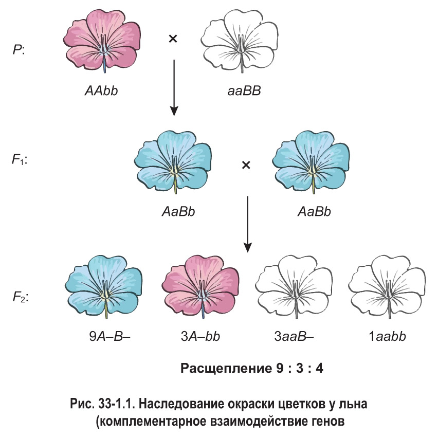 3-закон-менделя