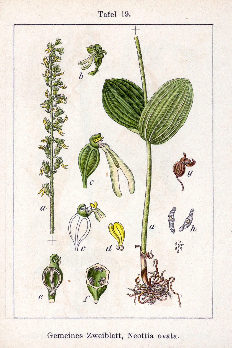 budova-zozulynoho-lonu-detalnyi-anatomichnyi-rozbir-a275