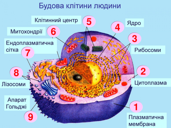 Органели клітини