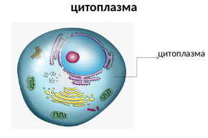 до складу цитоплазми входять