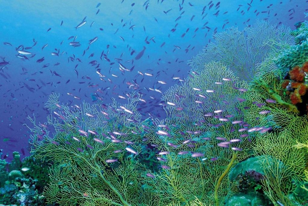 ланцюг живлення в чорному морі