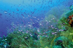 ланцюг живлення в чорному морі