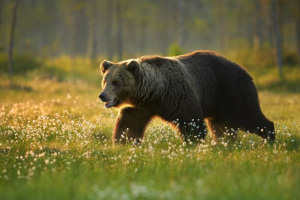 всеїдні тварини приклади