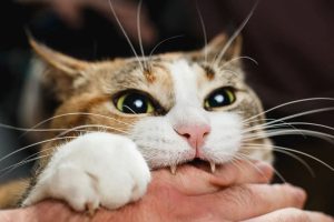 чому кіт нападає на господаря