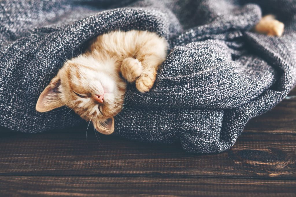 чому коти багато сплять