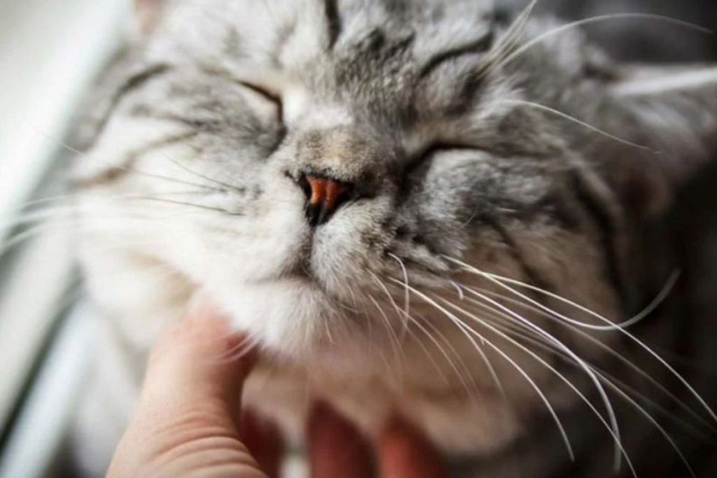 чому коти мурчать