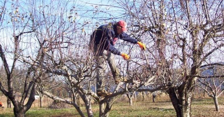 коли обрізати дерева