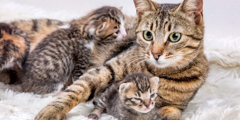 котячі роки