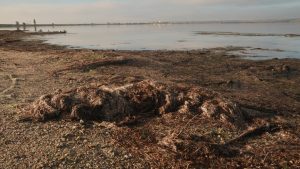 морською екосистемою є