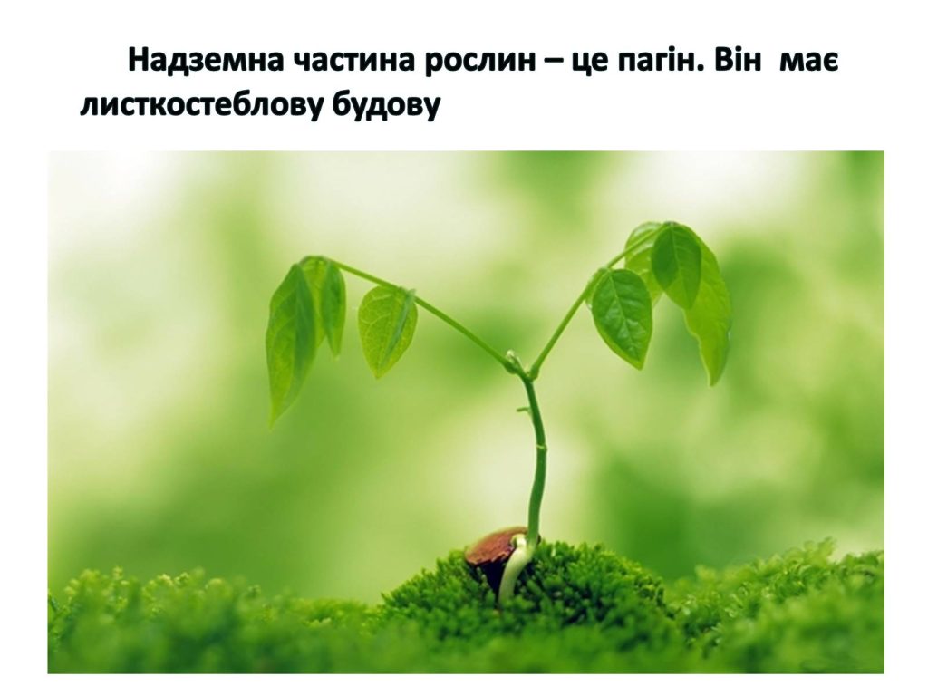 пагін складається з