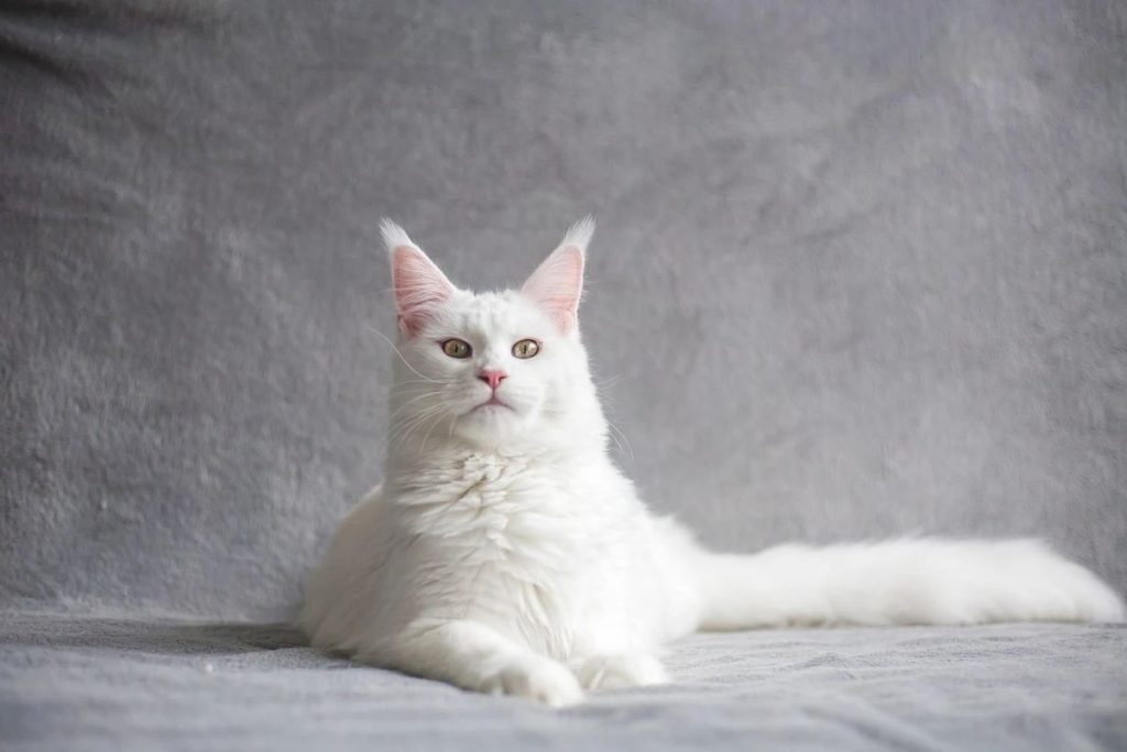 породи білих котів