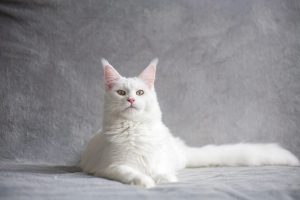 породи білих котів