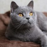 Породи котів: повний гід по вибору ідеального компаньйона у 2026 році