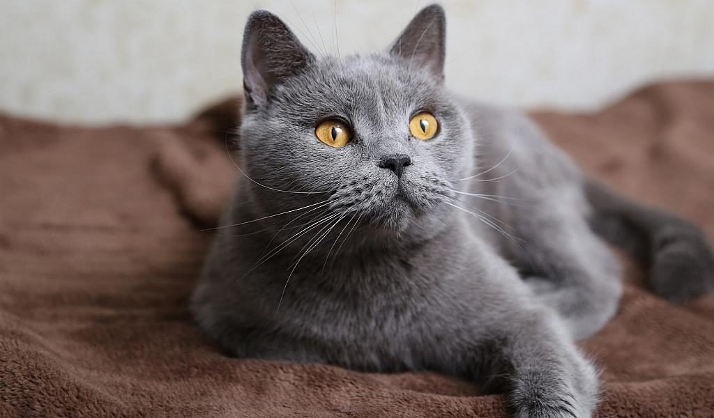 породи котів
