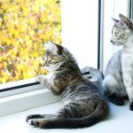 Про що думають коти: таємниці котячого розуму