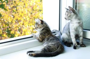 про що думають коти