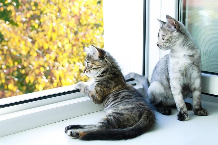 про що думають коти