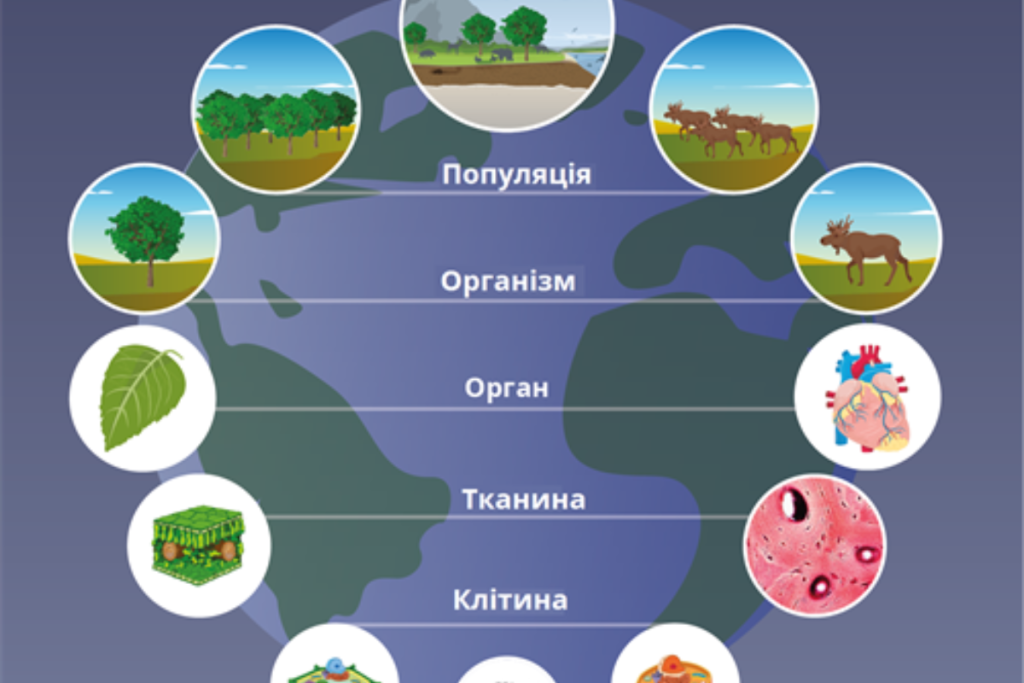рівні організації життя