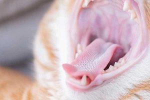 скільки зубів у кота