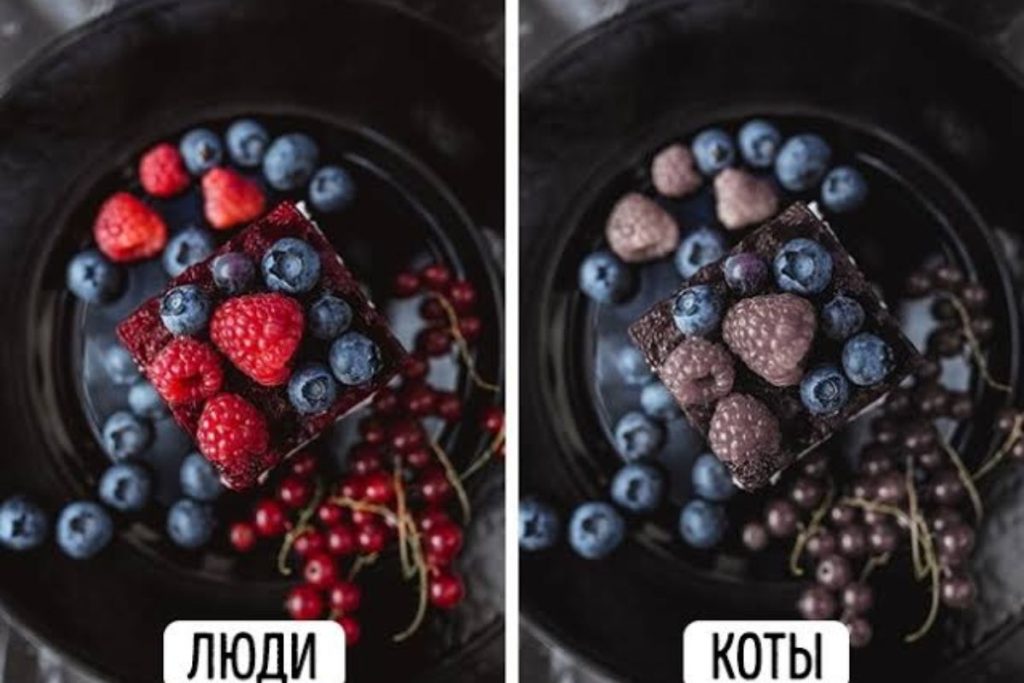 які кольори бачать коти