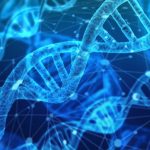 Які органели містять власну ДНК: мітохондрії, хлоропласти та їхня роль у клітині