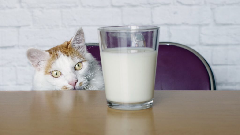 чи можна котам молоко