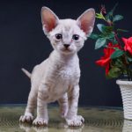 Коти які не линяють: реальні породи, міфи та секрети чистого дому