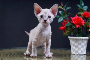 коти які не линяють